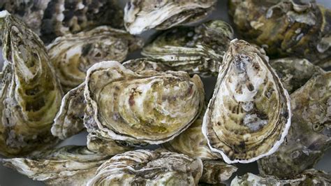 The Surprising Secret to Longevity: Could Oysters Be the Key?